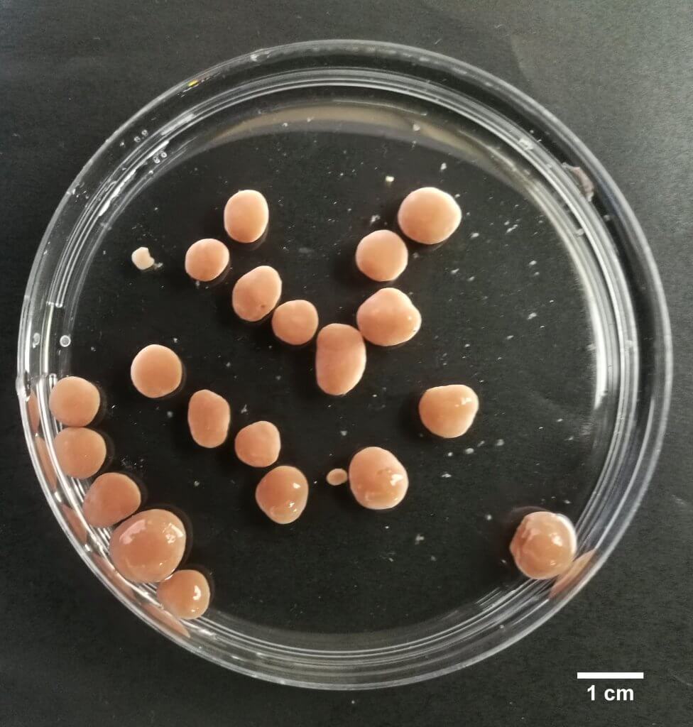 orange granular sludge granules in petri dish